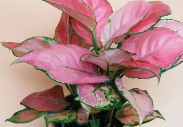 Aglaonema Pink Star