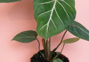 Philodendron Gloriosum