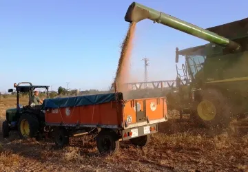 Cosechando garbanzos