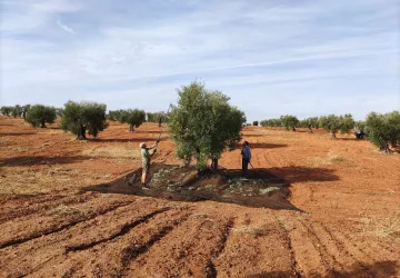 Vareando olivos