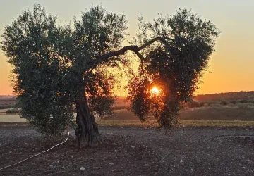 Olivo al atardecer en Aceite El Barrial