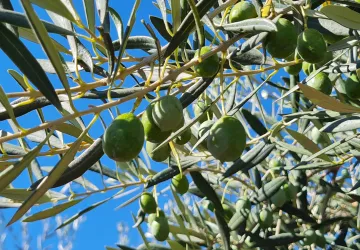 aceitunas verdial aun sin recoger de Aceite El Barrial